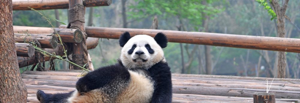 banner-panda-holding-china-tour