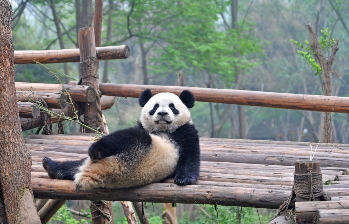 banner-panda-holding-china-tour