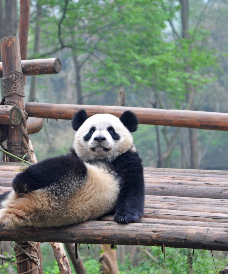 banner-panda-holding-china-tour