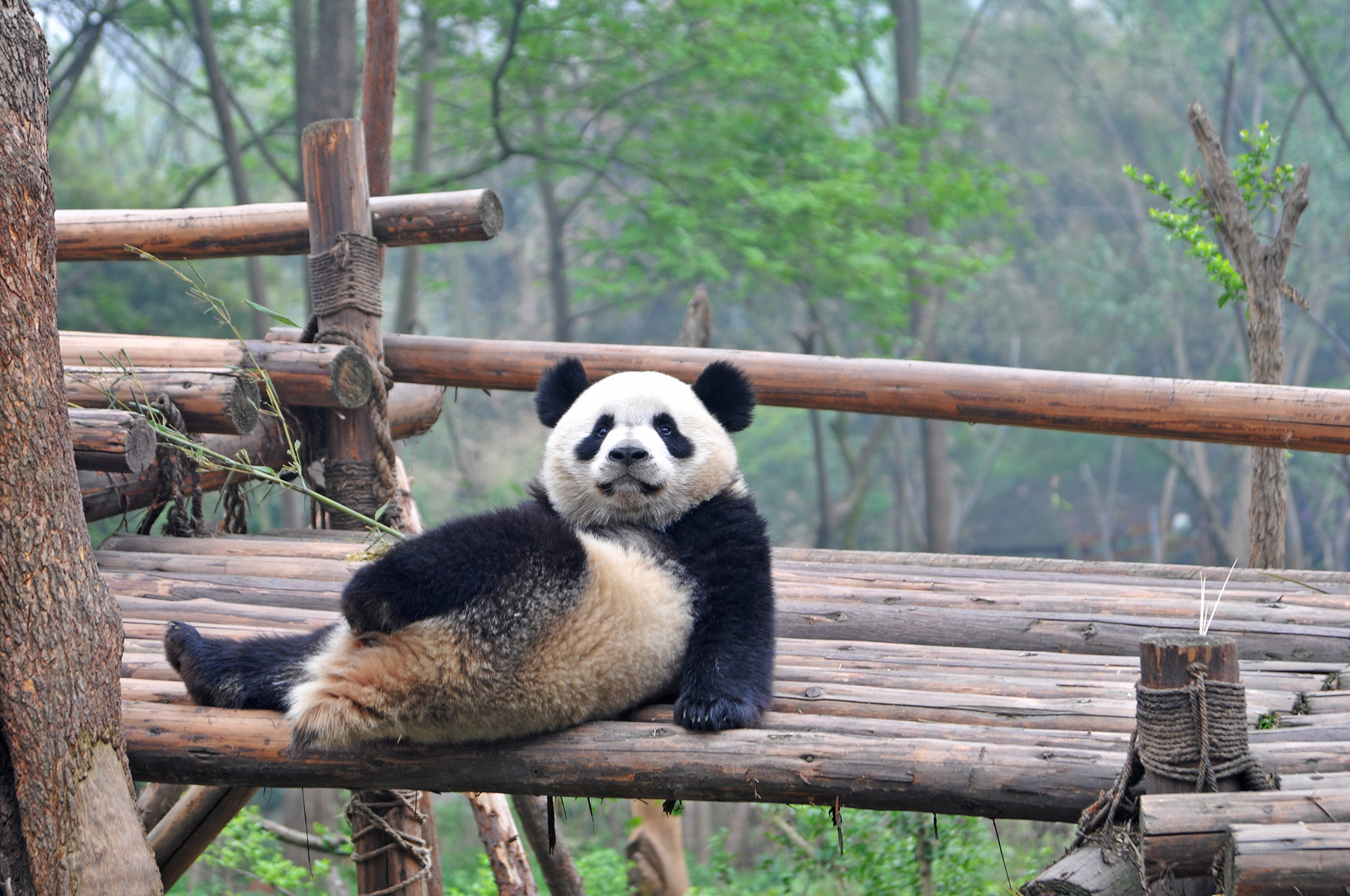 Где живет панда на каком. Сычуань панды. Гигантские панды Сычуань. Сычуань 777 панды. Ареал панды.